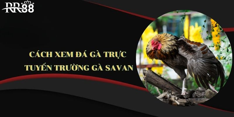 Cách xem trường gà Savan cho người mới