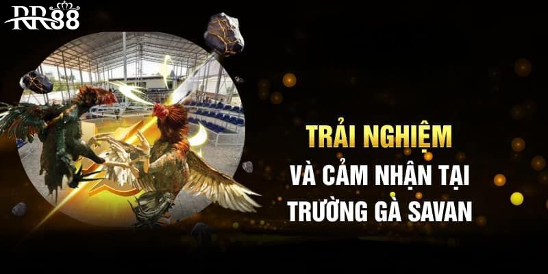 Đánh giá trải nghiệm tại trường gà Savan