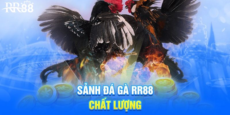 Giới thiệu về sảnh đá gà RR88