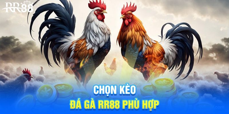 Kinh nghiệm thắng lớn khi cá cược đá gà RR88