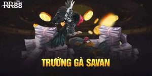 Trường gà Savan